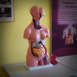 The model of the human body